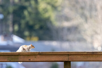 squirrel sitting on wooden fence in summer weather