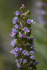 Flora of Gran Canaria -  Echium callithyrsum, blue bugloss of Tenteniguada, endemic to the island,
 natural macro floral background
