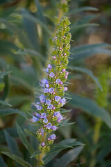 Flora of Gran Canaria -  Echium callithyrsum, blue bugloss of Tenteniguada, endemic to the island,
 natural macro floral background
