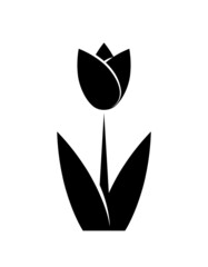 flowering tulip isolated on white background