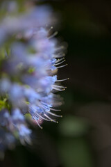 Flora of Gran Canaria -  Echium callithyrsum, blue bugloss of Tenteniguada, endemic to the island,
 natural macro floral background
