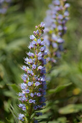 Flora of Gran Canaria -  Echium callithyrsum, blue bugloss of Tenteniguada, endemic to the island,
 natural macro floral background