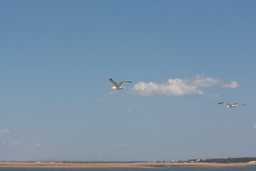 Fototapeta na wymiar seagull bird flying over blue sky of beach of huelva spain