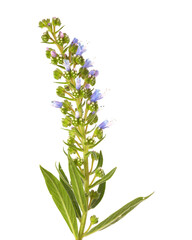 Flora of Gran Canaria -  Echium callithyrsum, blue bugloss of Tenteniguada, endemic to the island