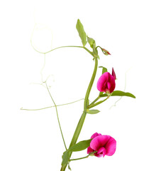 Flora of Gran Canaria -  Lathyrus tingitanus, Tangier pea 