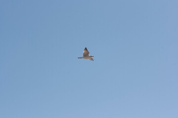 seagull bird flying over blue sky of beach of huelva spain
