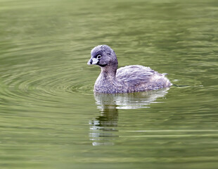 Pied-billed grebe breeding adult swimming. Foothills Park, Santa Clara County, California, USA.