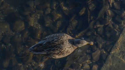 Top view of duck bird swim on clear cold water natural background. A duck wintering in the city. Animal theme.