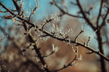 tree branches covered with frost in sunlight