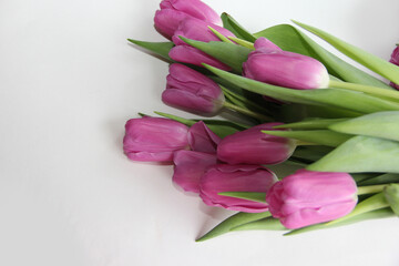Purple tulips on a white background. Spring bouquet of purple tulips on a light background.