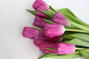 Purple tulips on a white background. Spring bouquet of purple tulips on a light background.