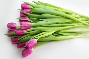 Purple tulips on a white background. Spring bouquet of purple tulips on a light background.