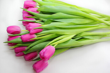 Purple tulips on a white background. Spring bouquet of purple tulips on a light background.