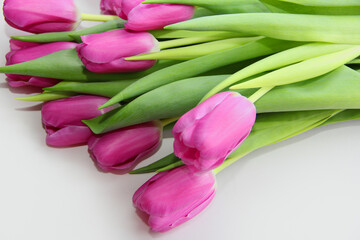 Purple tulips on a white background. Spring bouquet of purple tulips on a light background.