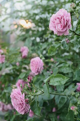 Rosa blühende Rosen in einem Garten mit Sonnenlicht im Hintergrund, Sommerzeit, Rosenstrauch