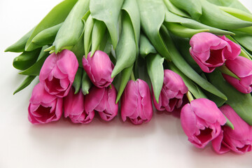 Purple tulips on a white background. Spring bouquet of purple tulips on a light background.