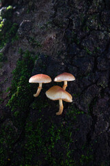 Fototapeta premium mushroom