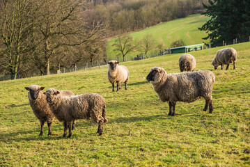 Flock of sheep on a green meadow in a hilly landscape with bare deciduous trees in the background, Weserbergland, Germany
