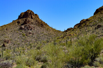 Harsh Desert Mountain Peak with boulders, cactus, scrub brush, and blue skies