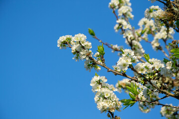 flores da ameixeira