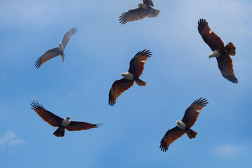 A flock of eagles fly in the sky during a warm winter day, Wildlife photography