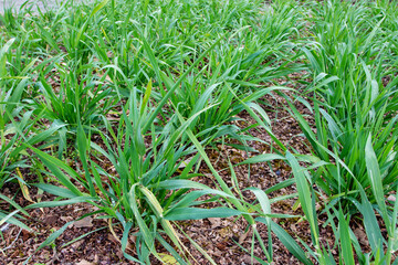 Barley plants in the tillering stage.