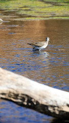 great white heron