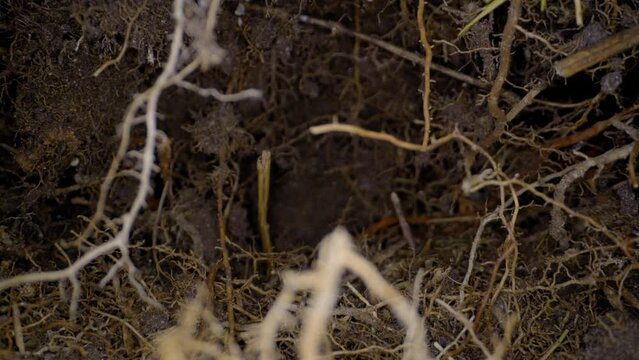 Underground macro, slider shot in 4K.  Wide angle ECU.