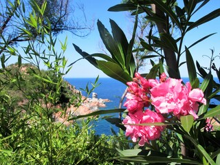 fleurs, Sardaigne, mer 