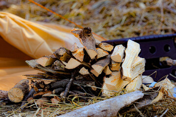 firewood in the forest