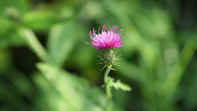 violet pink flower of scotch thistle in bloom on blurred green natural background, close-up cirsium flower blooming swaying in wind, liver cleanser herbal medicine detoxifier remedy, natural treatment