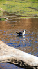 black headed gull