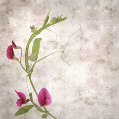 Flora of Gran Canaria -  Lathyrus tingitanus, Tangier pea natural macro floral background
