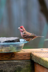 pink head of male house finch drinking and perching on water bowl