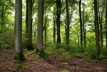Beautiful idyllic forest scene, showing large beech trees with lush green foliage, Rühler Schweiz (Rühle Switzerland), Solling-Vogler Nature Park, Weser Uplands, Lower Saxony, Germany - obrazy, fototapety, plakaty