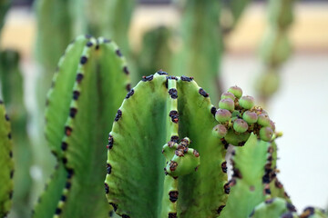 Kandelaber-Wolfsmilch,Kanaren-Wolfsmilch (Euphorbia canariensis)