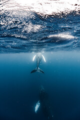 Naklejka premium Humpback whale