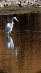 great blue heron