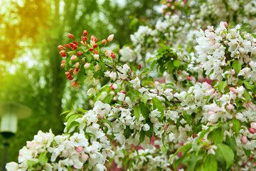Blooming apple tree in the sunlight in the spring garden