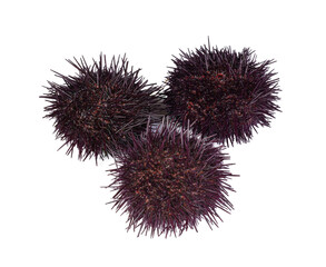 fresh sea urchins with half open sea urchin