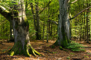 Trunks of two mighty old beech trees in the 