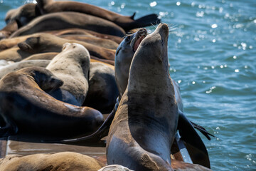 Seals fighting