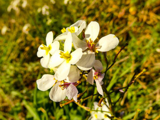 White orchid in the garden