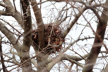 a squirrel nest for raising their young made of brown leaves and twigs in a crook in a tree top in...