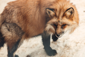 Red fox in Lapland, Finland.