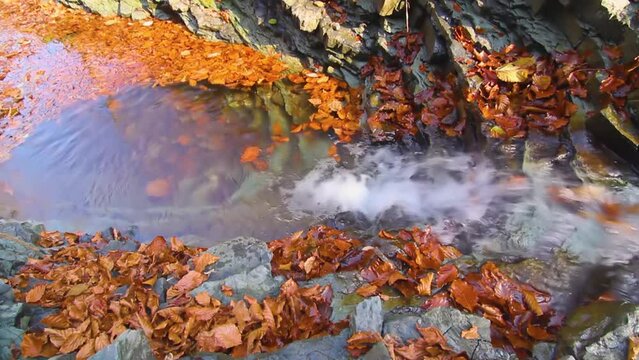 A small beautiful waterfall in a stone bowl carries golden beech leaves with clear clear water