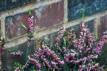 a spring heath bush in full bloom growing against a wall