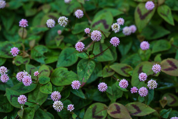 Close-up of a cluster of pink knotweed or pink-headed persicaria (Persicaria capitata), suitable as...