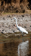 great blue heron