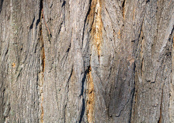 Closeup of tree bark - perfect for background
